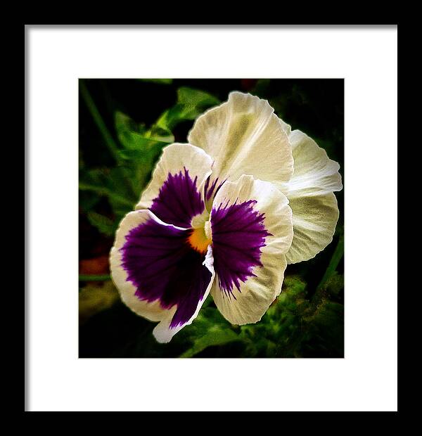 Flower Framed Print featuring the photograph Purple Pansy by Dave Bosse