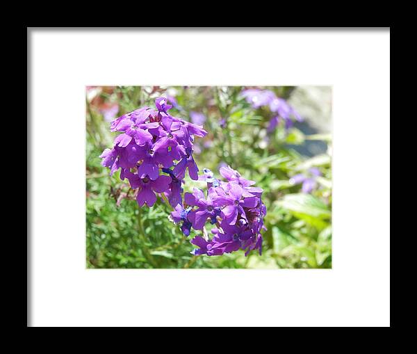 Purple Flower Framed Print featuring the photograph Purple Phlox by Pema Hou