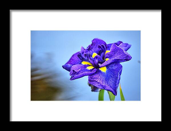 Purple Framed Print featuring the photograph Purple Pond Iris by Spencer Hughes