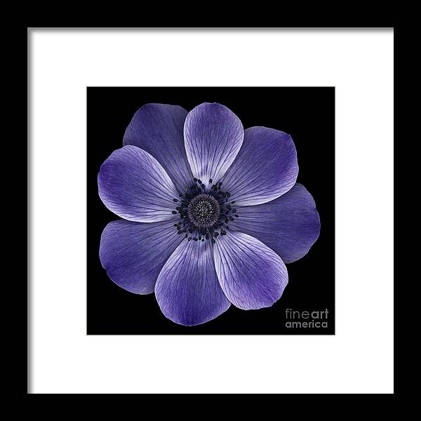 Anemome Poppy Framed Print featuring the photograph Purple poppy by Oscar Gutierrez