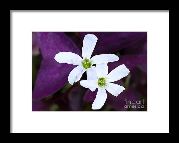 Macro Framed Print featuring the photograph Purple Queen Flowers by Sabrina L Ryan