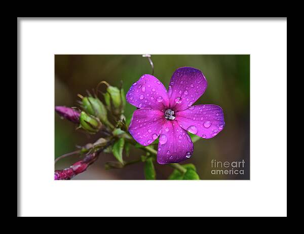 Flicker Explore Framed Print featuring the photograph Purple Rain... by Dan Hefle
