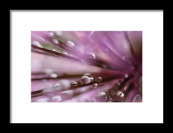 Photograph Framed Print featuring the photograph Purple Rain by Tracy Male
