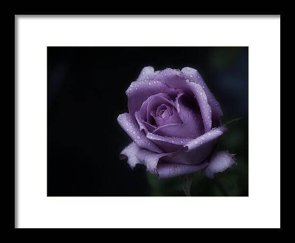 Purple Rose Framed Print featuring the photograph Purple Rose of Monday by Richard Cummings