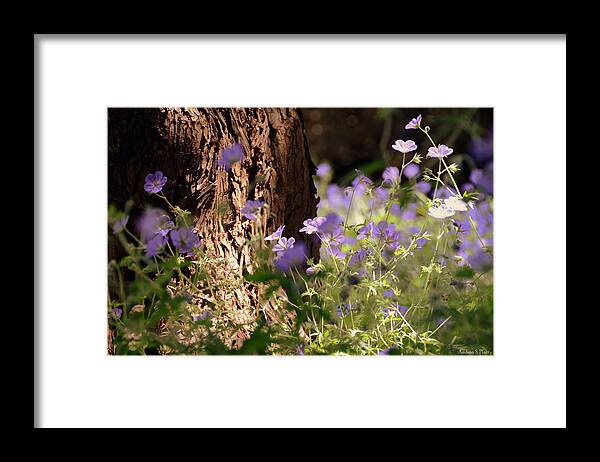 Flowers Framed Print featuring the photograph Purple Splash by Andrea Platt