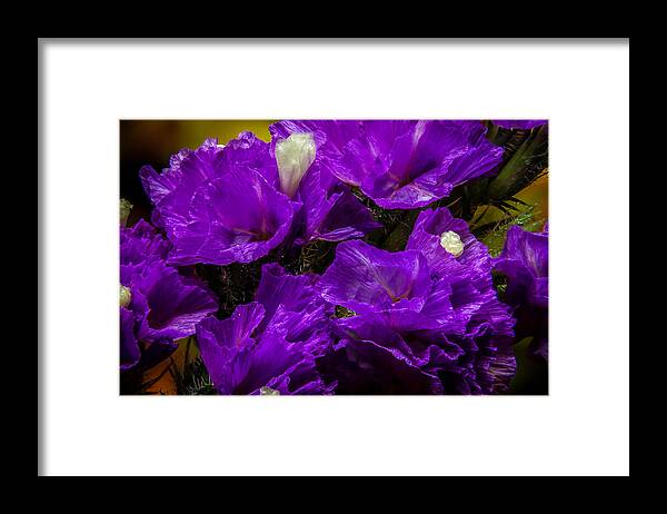 Flower Framed Print featuring the photograph Purple Statice by Ron Pate