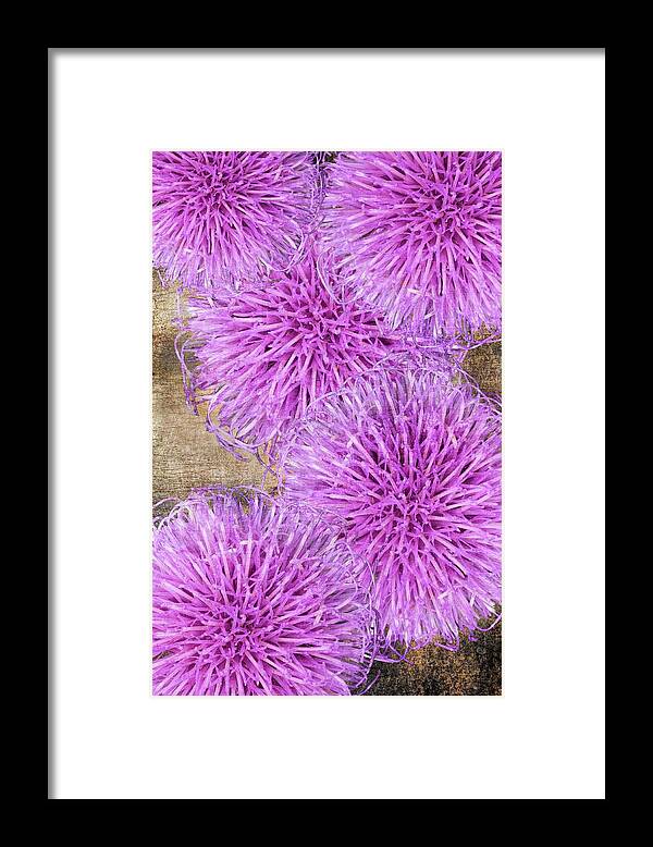 Thistle Framed Print featuring the photograph Purple thistle - 2 by Rudy Umans