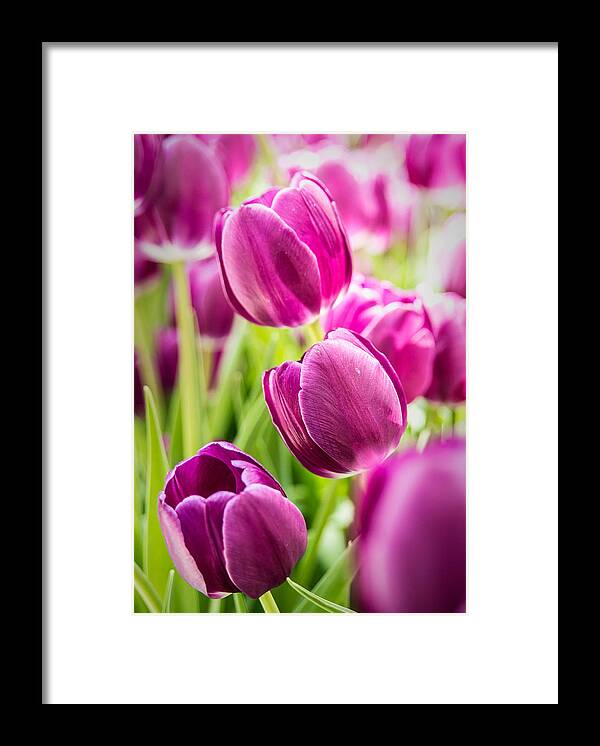Tulips Framed Print featuring the photograph Purple Tulip Garden by Onyonet Photo studios