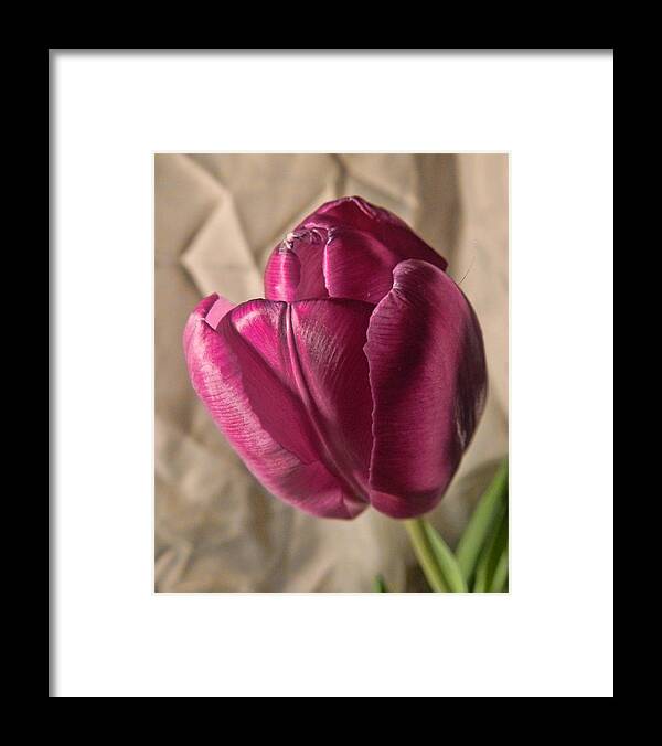 Tulip Framed Print featuring the photograph Purple Tulip by Grace Dillon