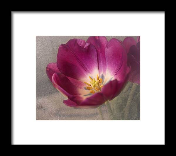 Purple Flower Framed Print featuring the photograph Purple Tulip by Kim Hojnacki