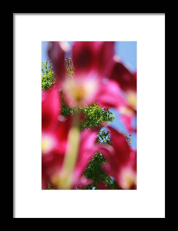 Brooklyn Framed Print featuring the photograph Purple Tulips 04 by Keith Thomson