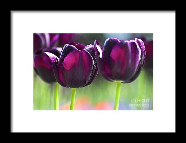 Tulip Framed Print featuring the photograph Purple tulips by Heiko Koehrer-Wagner