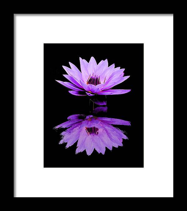 Water Lily Framed Print featuring the photograph Purple Water Lily by Elizabeth Budd