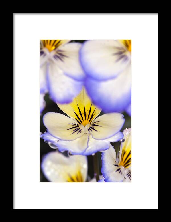 Allergy Framed Print featuring the photograph Purple White and Yellow Johnny-Jump-Ups by RM Vera