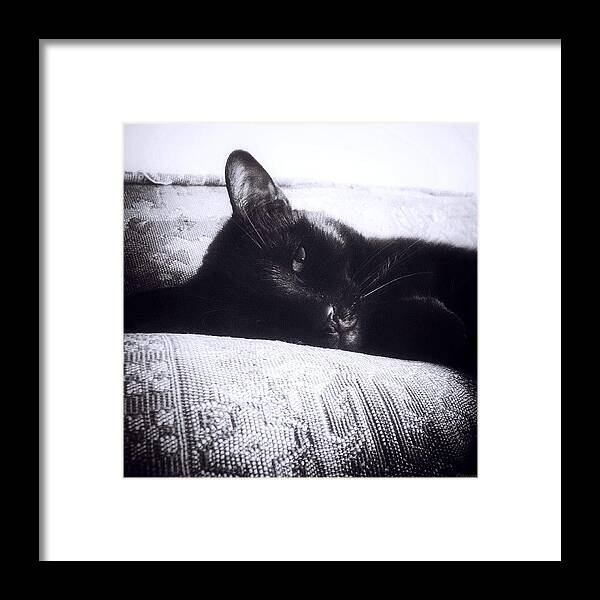 Jj_justcats Framed Print featuring the photograph Purrrrr by Natasha Marco
