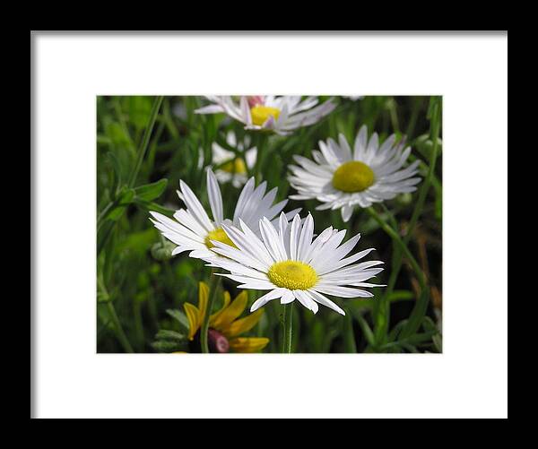 Flower Framed Print featuring the photograph Pushing Up Daisies by Shannon Story