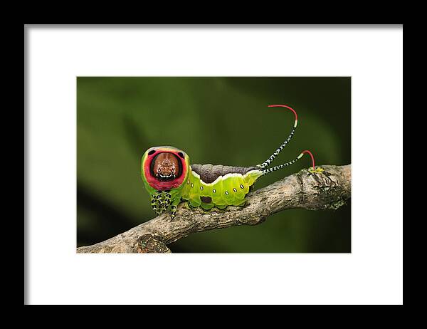 Feb0514 Framed Print featuring the photograph Puss Moth Caterpillar Switzerland by Thomas Marent