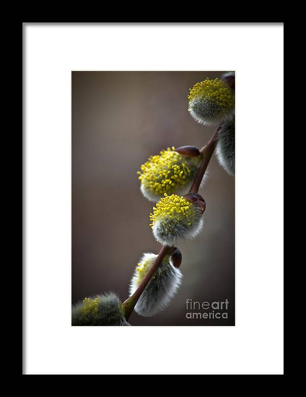 Pussy Framed Print featuring the photograph Pussy Willow 3 by Joel Loftus