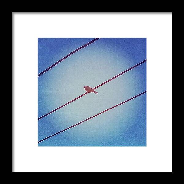 Blue Framed Print featuring the photograph Put A Bird On It by Jill Tuinier