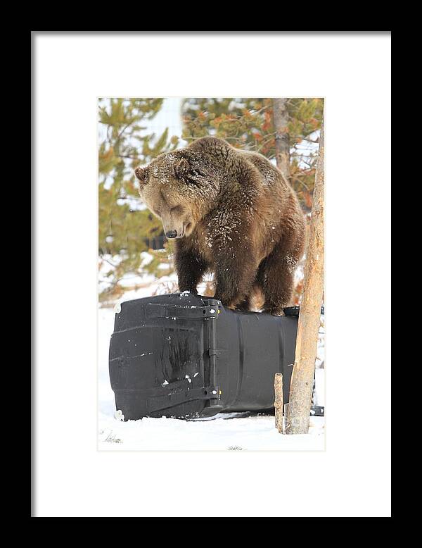 Grizzly Bear Framed Print featuring the photograph Puzzler by Adam Jewell