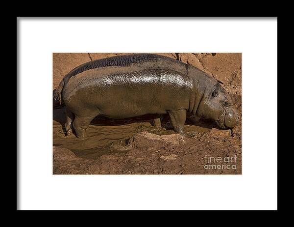 Pygmy Hippo Framed Print featuring the photograph Pygmy Hippo by Douglas Barnard