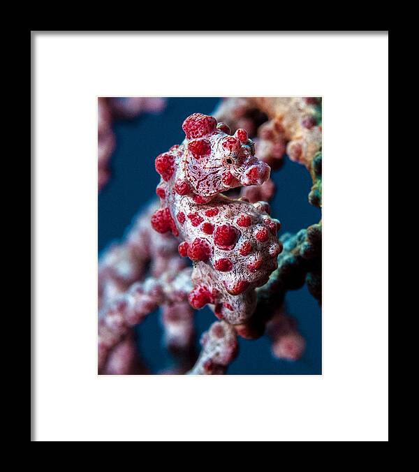 Under Water Photography Framed Print featuring the photograph Pygmy Sea Horse by Terry Cosgrave