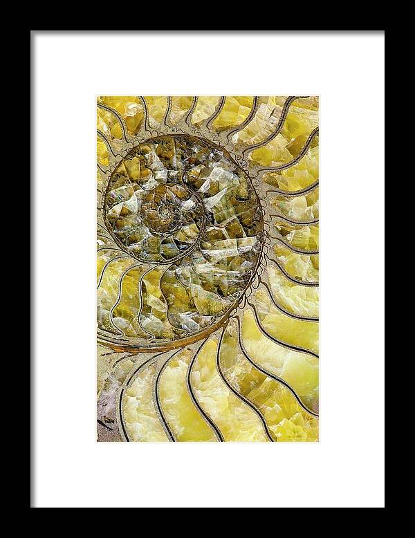 Ammonite Framed Print featuring the photograph Pyrites Ammonite Spiral Calcite Crystals by Paul D Stewart