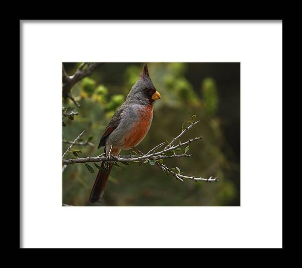 Birds Framed Print featuring the photograph Pyrrhuloxia Portrait by Donald Brown