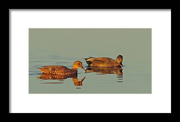 Nature Framed Print featuring the photograph Quack by Robert Mitchell