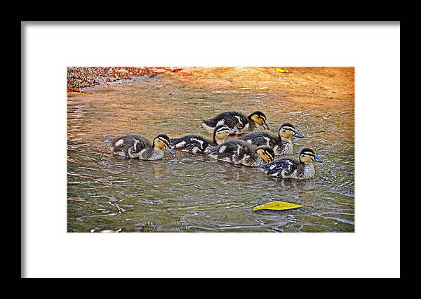 Ducklings Framed Print featuring the photograph Quackers by Linda Brown