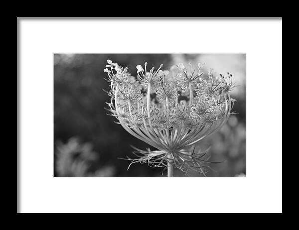 Queen Anne's Lace Framed Print featuring the photograph Queen Anne's Lace by Mike Witkus