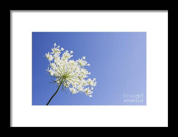 Queen Anne's Lace Framed Print featuring the photograph Queen Anne's Lace by Patty Colabuono
