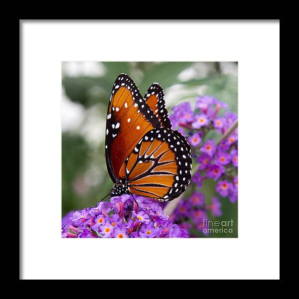 Butterflies Framed Print featuring the photograph Queen Butterfly by Chris Scroggins