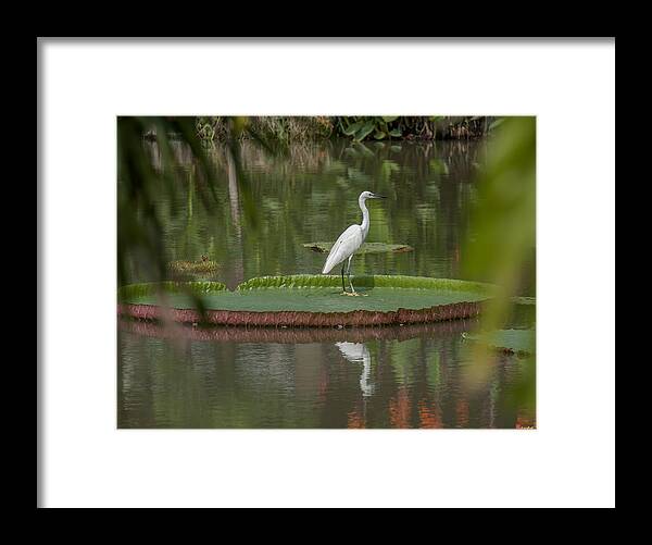 Nature Framed Print featuring the photograph Queen Victoria Water Lily Pad with Little Egret DTHB1618 by Gerry Gantt