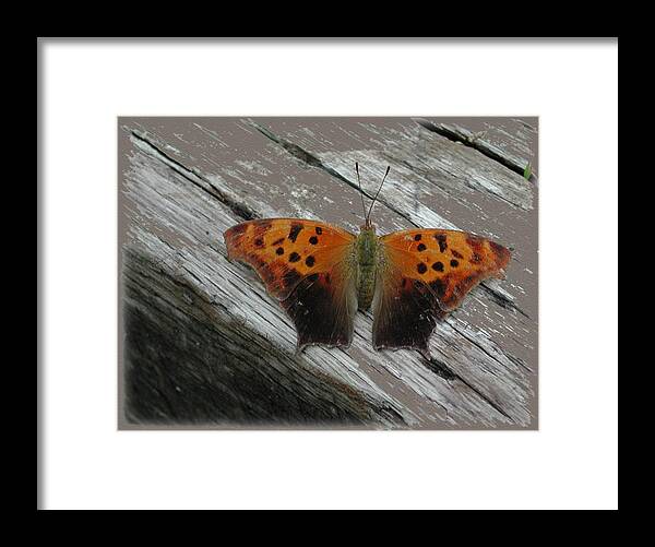 Bug Framed Print featuring the photograph Question Mark Butterfly by Mike Kling