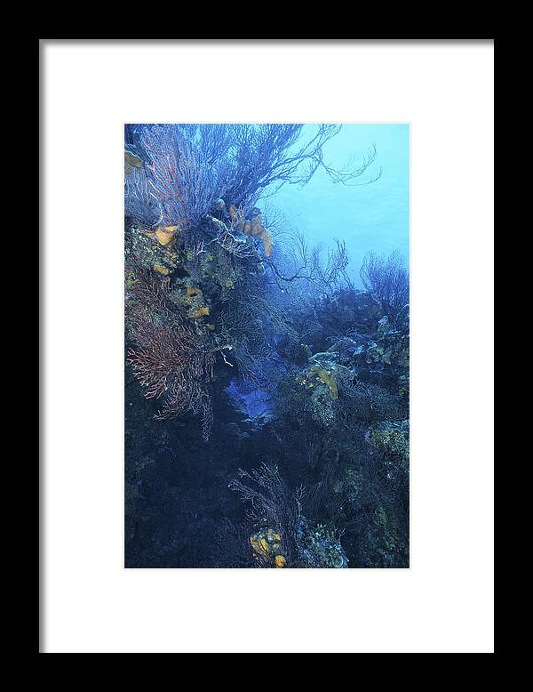 Angle Framed Print featuring the photograph Quiet Beauty by Sandra Edwards