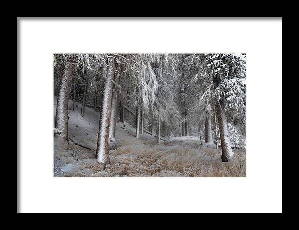 Forest Framed Print featuring the photograph Quiet Wonder by Ed Hall