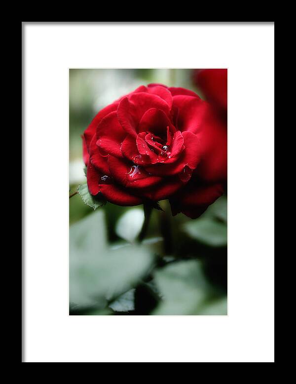 Red Rose Framed Print featuring the photograph Quietly My Tears Fall by Michael Eingle