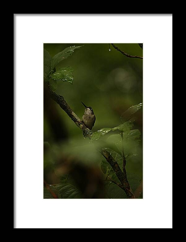 Hummingbird Framed Print featuring the photograph Quietly Waiting by Tammy Schneider