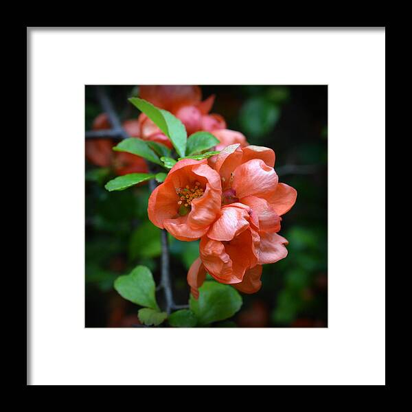 Quince Blossom Framed Print featuring the photograph Quince Blossom by Bishopston Fine Art