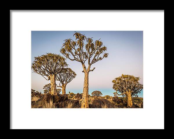 Namibia Framed Print featuring the photograph Quiver Tree Sunset - Namibia Africa Photograph by Duane Miller