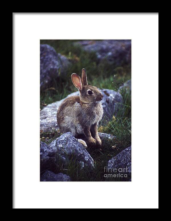 Rabbit Framed Print featuring the photograph Young Rabbit by Phil Banks