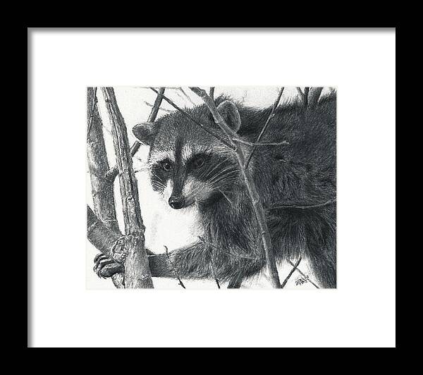 Animal Framed Print featuring the drawing Raccoon - Charcoal Experiment by Joshua Martin