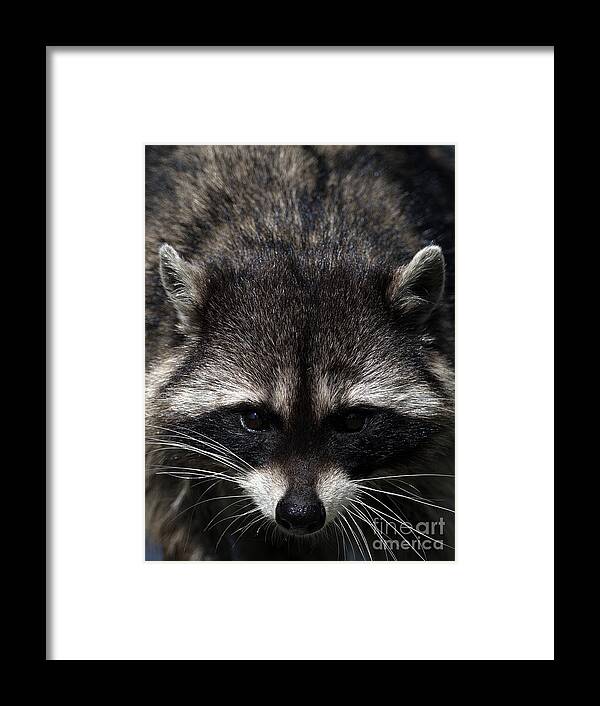Raccoon Framed Print featuring the photograph Raccoon Encounter by Sharon Talson
