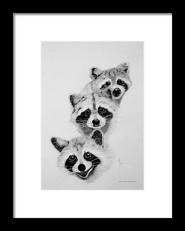 Raccoons Framed Print featuring the drawing Raccoons by John Stuart Webbstock