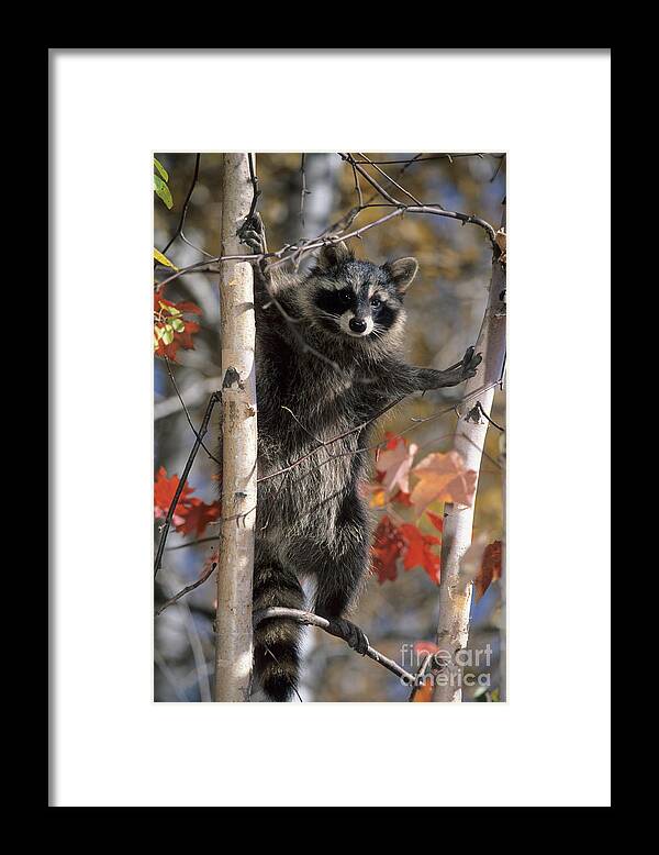 Racoon Framed Print featuring the photograph Racoon in Tree by Chris Scroggins