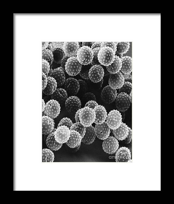 Science Framed Print featuring the photograph Ragweed Pollen Sem by David M. Phillips / The Population Council