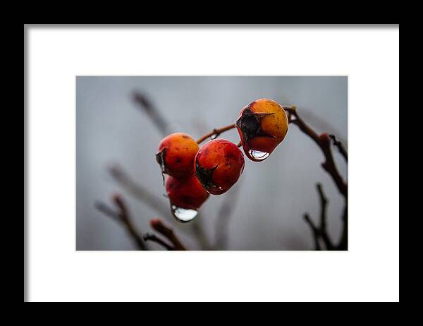 Turkey Brook Park Framed Print featuring the photograph Rain Berries I by GeeLeesa Productions