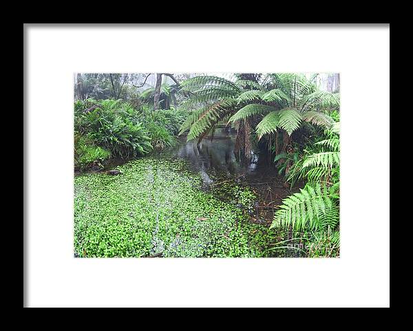 Rain Forest Framed Print featuring the photograph Rain Forests A A by Peter Kneen