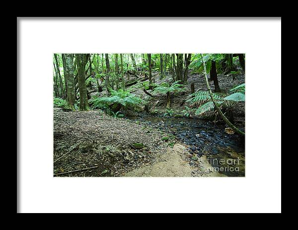 Rain Forest Framed Print featuring the photograph Rain Forests A K by Peter Kneen